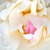 Biały  - Angielska róża - White Mary Rose